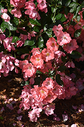 Flower Carpet Coral Rose (Rosa 'Flower Carpet Coral') at Stonegate Gardens
