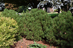 Compact Select Mugo Pine (Pinus mugo var. pumilio 'Compact Select') at Stonegate Gardens