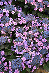 Tuff Stuff Hydrangea (Hydrangea serrata 'MAK20') at A Very Successful Garden Center