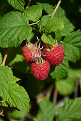 Raspberry Shortcake Raspberry (Rubus 'NR7') at A Very Successful Garden Center