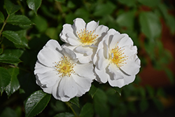 Nitty Gritty White Rose (Rosa 'BOKRARUISP') at Stonegate Gardens