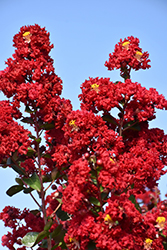 Double Dynamite Crapemyrtle (Lagerstroemia indica 'Whit X') at A Very Successful Garden Center