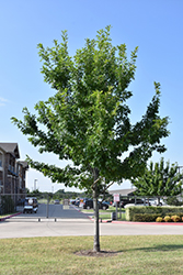 Texas Red Oak (Quercus buckleyi) at Lakeshore Garden Centres