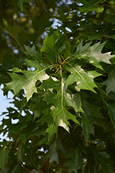 Texas Red Oak (Quercus buckleyi) at A Very Successful Garden Center