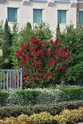 Double Dynamite Crapemyrtle (Lagerstroemia indica 'Whit X') at A Very Successful Garden Center