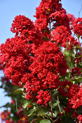 Dynamite Crapemyrtle (Lagerstroemia indica 'Whit II') at A Very Successful Garden Center