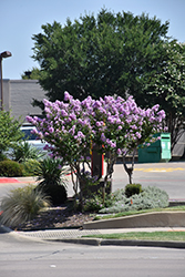 Tropical Purple Crapemyrtle (Lagerstroemia speciosa 'Tropical Purple') at A Very Successful Garden Center