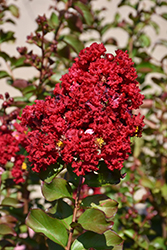 Siren Red Crapemyrtle (Lagerstroemia indica 'Whit VII') at A Very Successful Garden Center