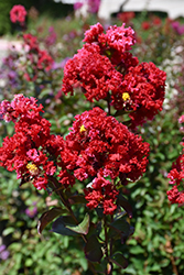 Colorama Scarlet Crapemyrtle (Lagerstroemia 'JM1') at A Very Successful Garden Center