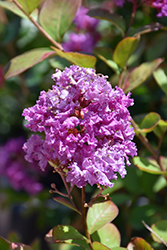 Royalty Crapemyrtle (Lagerstroemia indica 'Royalty') at Stonegate Gardens