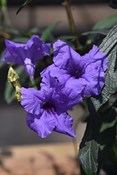Mayan Purple Mexican Petunia (Ruellia simplex 'Mayan Purple') at A Very Successful Garden Center
