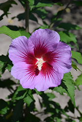 Purple Pillar Rose of Sharon (Hibiscus syriacus 'Gandini Santiago') at Stonegate Gardens