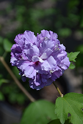 Blueberry Smoothie Rose of Sharon (Hibiscus syriacus 'DS01BS') at Lakeshore Garden Centres