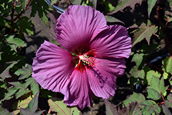 Summer Spice Plum Flambe Hibiscus (Hibiscus '4385') at A Very Successful Garden Center