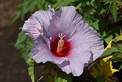 Summer Spice Bleu Brulee Hibiscus (Hibiscus '4387') at Stonegate Gardens