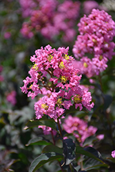 Enduring Summer Pink Crapemyrtle (Lagerstroemia 'PIILAG B2') at A Very Successful Garden Center