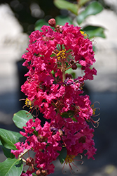Country Red Crapemyrtle (Lagerstroemia 'Country Red') at Lakeshore Garden Centres