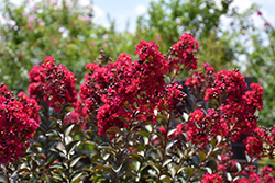Double Feature Crapemyrtle (Lagerstroemia indica 'Whit IX') at Stonegate Gardens