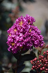 Enduring Summer Lavender Crapemyrtle (Lagerstroemia 'PIILAG B4') at A Very Successful Garden Center