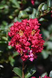 Princess Holly Ann Crapemyrtle (Lagerstroemia 'GA 0701') at Stonegate Gardens