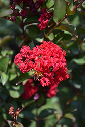 Princess Zoey Crapemyrtle (Lagerstroemia 'GA 0702') at A Very Successful Garden Center