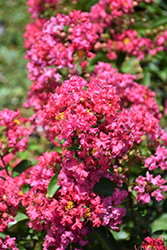 Petite Embers Crapemyrtle (Lagerstroemia indica 'Moners') at Lakeshore Garden Centres