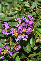 Orchid Cascade Crapemyrtle (Lagerstroemia indica 'Orchid Cascade') at Stonegate Gardens