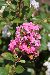 Petite Pinkie Crapemyrtle (Lagerstroemia indica 'Monkie') at A Very Successful Garden Center