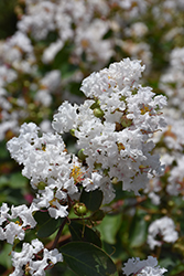 Petite Snow Crapemyrtle (Lagerstroemia indica 'Monow') at Stonegate Gardens