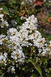 Enduring Summer White Crapemyrtle (Lagerstroemia 'PIILAG B1') at A Very Successful Garden Center