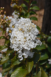 Enduring Summer White Crapemyrtle (Lagerstroemia 'PIILAG B1') at A Very Successful Garden Center