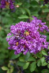 Royalty Crapemyrtle (Lagerstroemia indica 'Royalty') at Stonegate Gardens