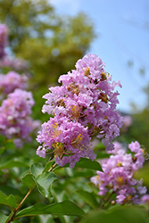Basham's Party Pink Crapemyrtle (Lagerstroemia 'Basham's Party Pink') at A Very Successful Garden Center