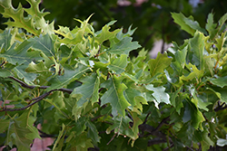 Southern Red Oak (Quercus falcata) at Stonegate Gardens