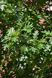Nuttall Oak (Quercus nuttallii) at A Very Successful Garden Center