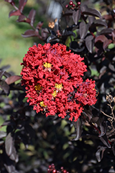 Delta Flame Crapemyrtle (Lagerstroemia indica 'Delec') at Lakeshore Garden Centres
