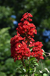 Red Rocket Crapemyrtle (Lagerstroemia indica 'Whit IV') at Lakeshore Garden Centres