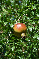 Pomegranate (Punica granatum) at A Very Successful Garden Center