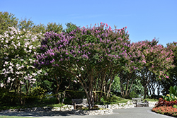 Catawba Crapemyrtle (Lagerstroemia indica 'Catawba') at A Very Successful Garden Center