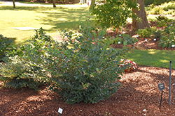 Linebacker Evergreen Distylium (Distylium 'PIIDIST-IV') at A Very Successful Garden Center