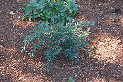 Cast In Bronze Evergreen Distylium (Distylium 'BLDY02') at A Very Successful Garden Center