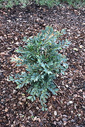 Jewel Box Evergreen Distylium (Distylium 'BLDY01') at A Very Successful Garden Center