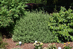 Sapphire Surf Caryopteris (Caryopteris x clandonensis 'Blauer Splatz') at A Very Successful Garden Center