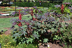 Carmencita Castor Bean (Ricinus communis 'Carmencita Bright Red') at A Very Successful Garden Center