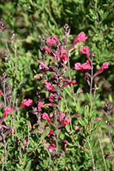 Arctic Blaze Fuchsia Sage (Salvia 'Novasalfuc') at Stonegate Gardens