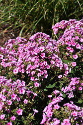 Early Pink Dark Eye Garden Phlox (Phlox paniculata 'Barphlearpideye') at A Very Successful Garden Center