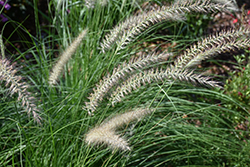 Fuzzy Fountain Grass (Pennisetum setaceum 'Fuzzy') at Stonegate Gardens