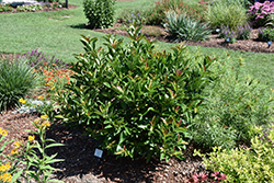 Coppertop Sweet Viburnum (Viburnum odoratissimum 'Brant 01') at Stonegate Gardens