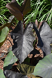 Kona Coffee Elephant Ear (Colocasia esculenta 'Kona Coffee') at A Very Successful Garden Center