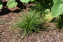 Cherokee Sedge (Carex cherokeensis) at A Very Successful Garden Center